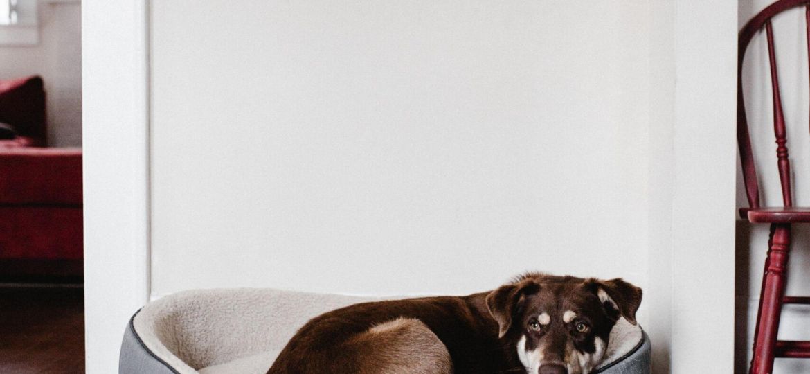andrew-neel-gOj023vV8CQ-unsplash(1)